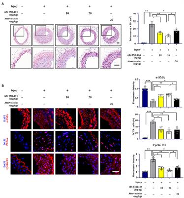 A Novel Resveratrol Analog Upregulates SIRT1 Expression and Ameliorates Neointima Formation